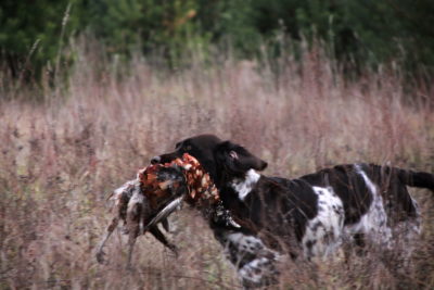 Slavinja Tabaka, Płochacz niemiecki, ułożony płochacz niemiecki, wchatelhund, ułożony wachtelhund