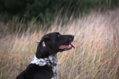 Slavinja Tabaka, Płochacz niemiecki, ułożony płochacz niemiecki, wchatelhund, ułożony wachtelhund