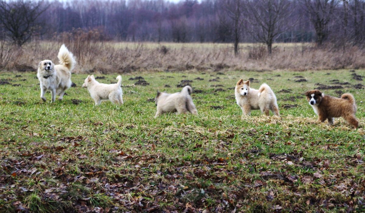 Yakutian Laika:​