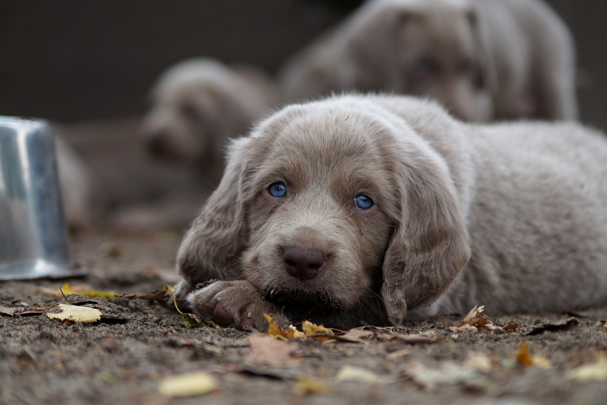 weimaraner